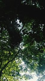 Low angle view of trees in forest