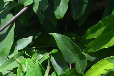 Full frame shot of leaves