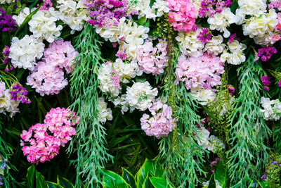 High angle view of pink flowering plants