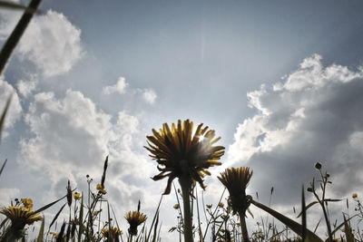 Low angle view of flowers blooming against sky