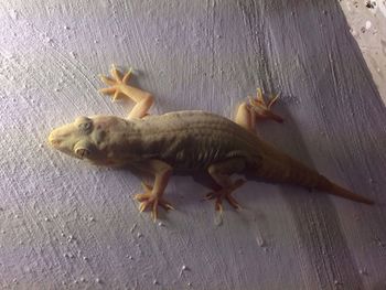 High angle view of lizard