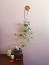 Potted plant in vase against wall