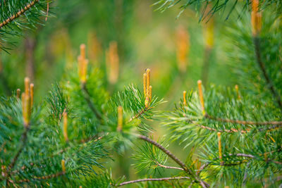 Beautiful pine tree blossoms in the spring.