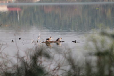 Ducks swimming on lake