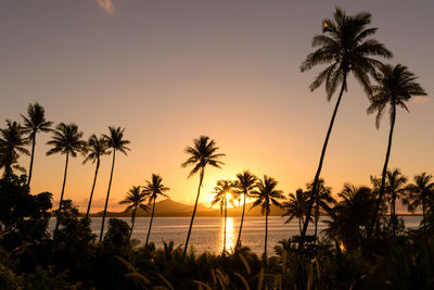 Silhouette palm trees by swimming pool against sky during sunset