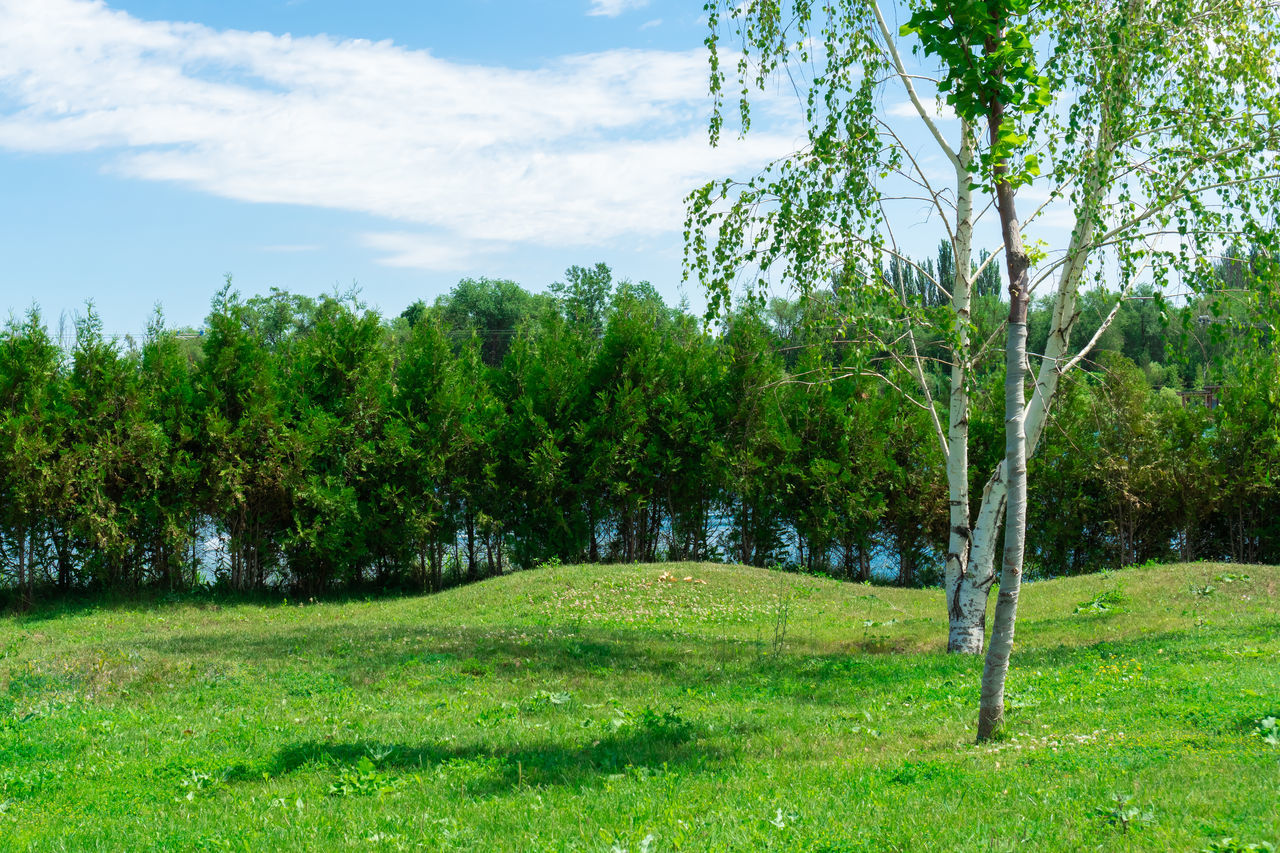 TREES AND PLANTS ON FIELD AGAINST SKY