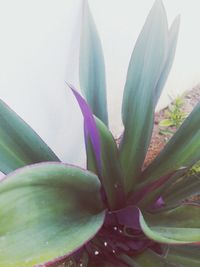 Close-up of leaves on plant