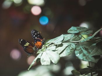 Close-up of butterfly pollinating flower