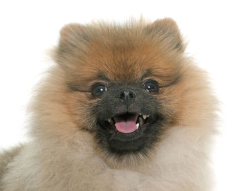 Close-up portrait of a dog over white background