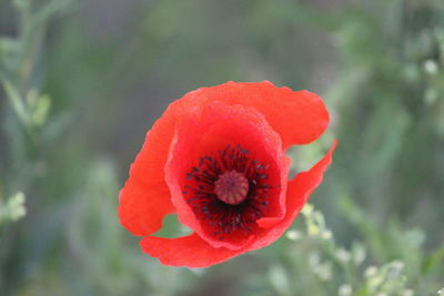 Close-up of red poppy flower