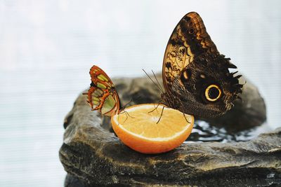 Close-up of butterfly on rock