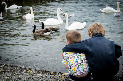 Rear view of two young boys sitting by lake with swans