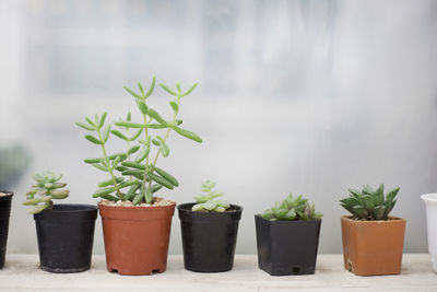 Close-up of potted plant