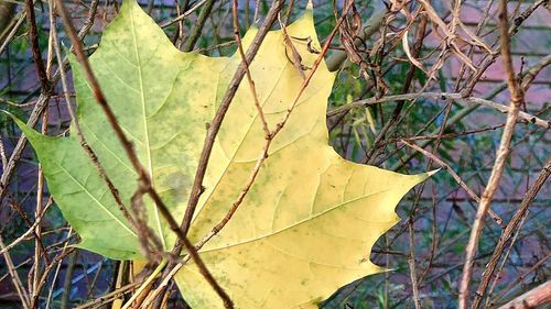 Close-up of yellow maple leaf on branch