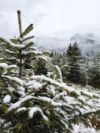 Snow covered pine trees