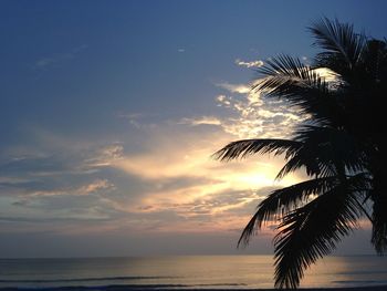 Palm trees at sunset