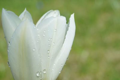 Close-up of water drops on tulip