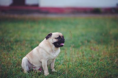 Dog looking away on field