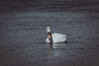 Swan swimming in lake