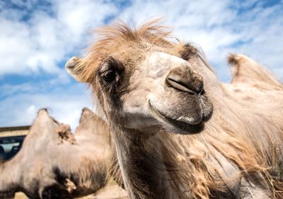 Portrait of camels against sky