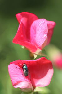 Close-up of insect on pink flower