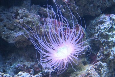 Close-up of coral underwater