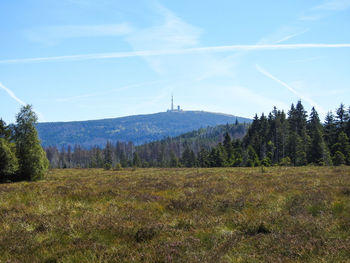 Scenic view of trees growing on field against sky