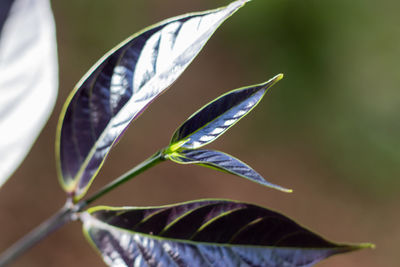 Purple dark leaves of nature