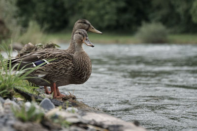 Mallard ducks by lake