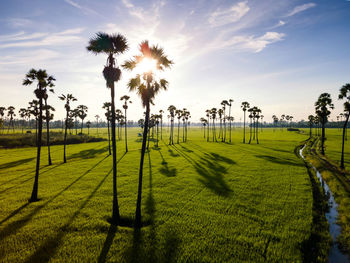 Sugar palm in the rice fields at the end of the rainy season.