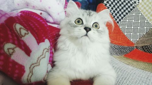 Close-up portrait of cat sitting at home