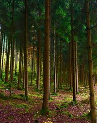 Trees in forest against sky