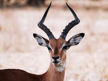 Close-up portrait of impala