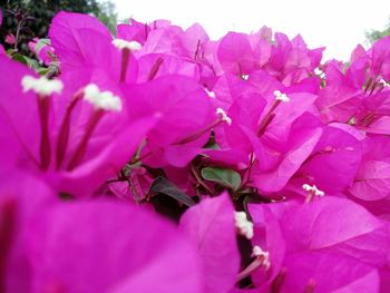 Close-up of purple flowers blooming outdoors