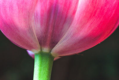 Close-up of pink flower blooming outdoors