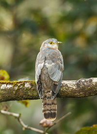 Close-up of owl perching on branch