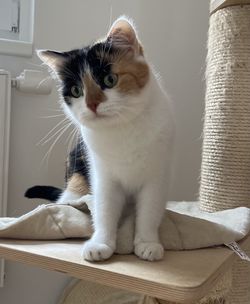 Close-up of cat looking away