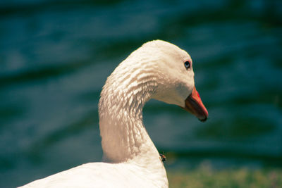 Birds living in the wild. ducks and swans