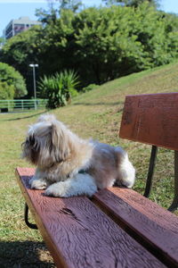 Dog relaxing on bench