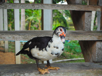 Close-up of duck stand on stair