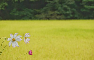 Close-up of flowers in field