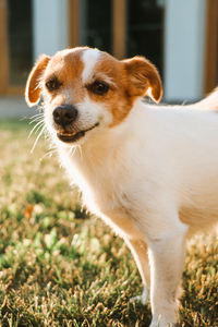 Portrait of dog on field