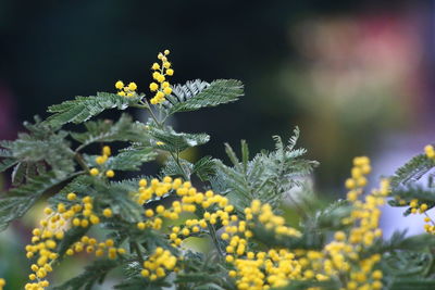 Close-up of yellow flowers blooming outdoors