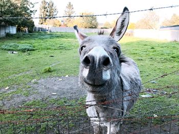 Portrait of a horse on field