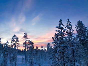 Pine trees on snow covered land against sky