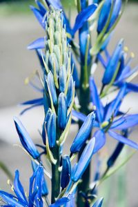 Close-up of blue succulent plant