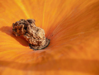 Abstract textured background of a pumpkin. orange pumpkin texture. close up of pumpkin texture.