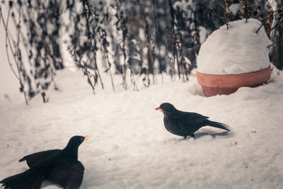 View of birds on snow covered field