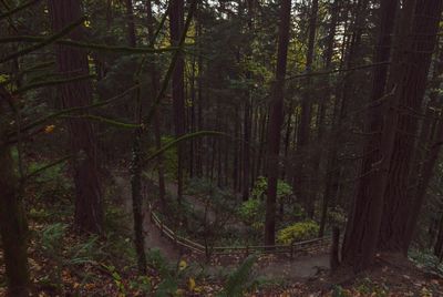 Trees growing in forest