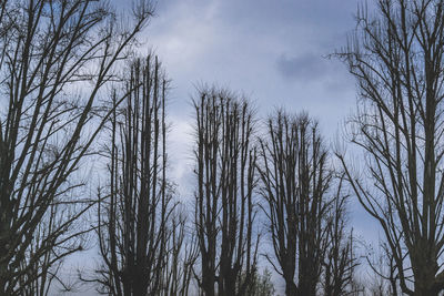 Low angle view of bare trees against sky